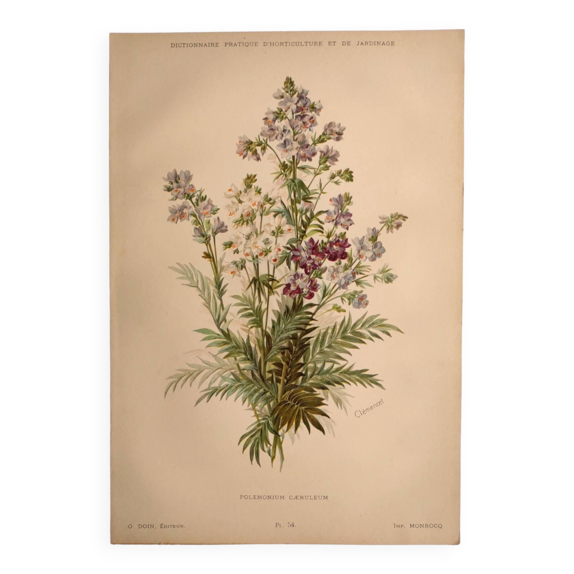 Planche botanique de 1897 - Polémoine Bleue - Gravure originale de fleur de Clemencet