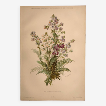 Planche botanique de 1897 - Polémoine Bleue - Gravure originale de fleur de Clemencet
