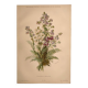 Planche botanique de 1897 - Polémoine Bleue - Gravure originale de fleur de Clemencet