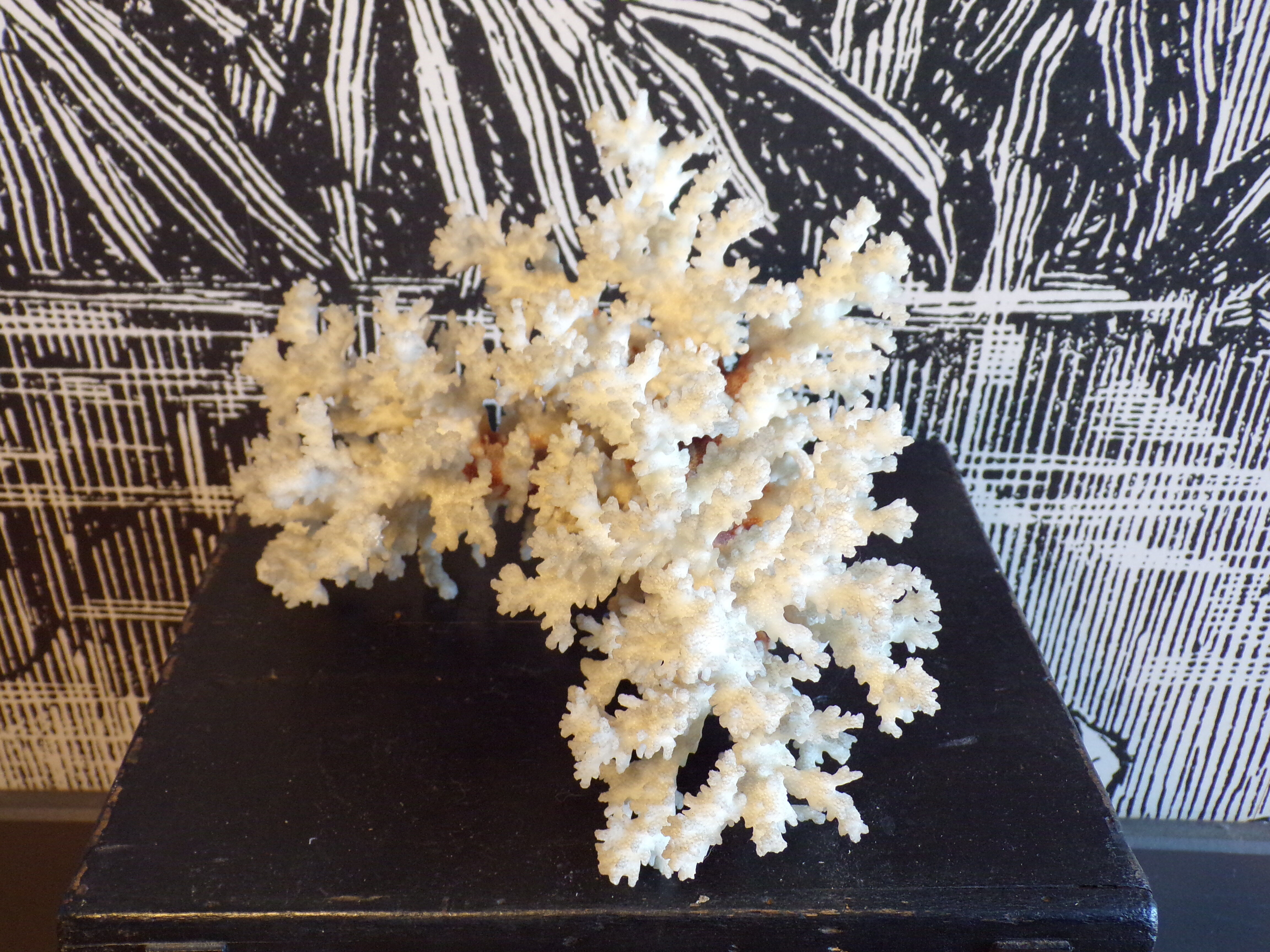 White coral