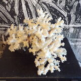 White coral