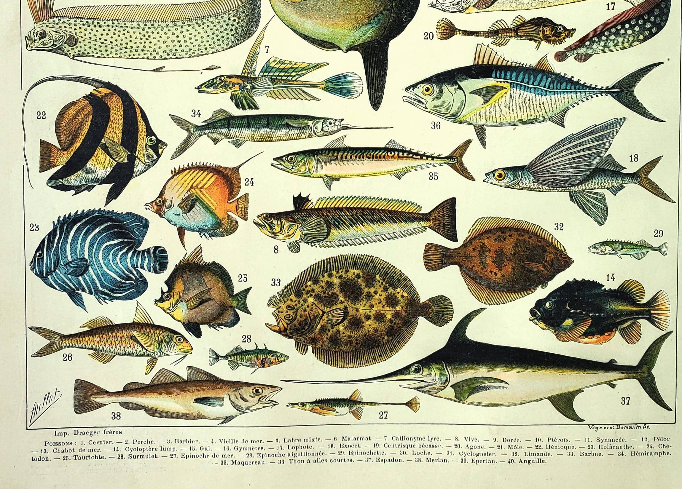 Old engraving from 1897 - Fish (1) by Millot - plate of seas and oceans