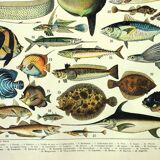 Old engraving from 1897 - Fish (1) by Millot - plate of seas and oceans