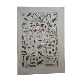 Lithographie gravure sur les insectes datant de 1905