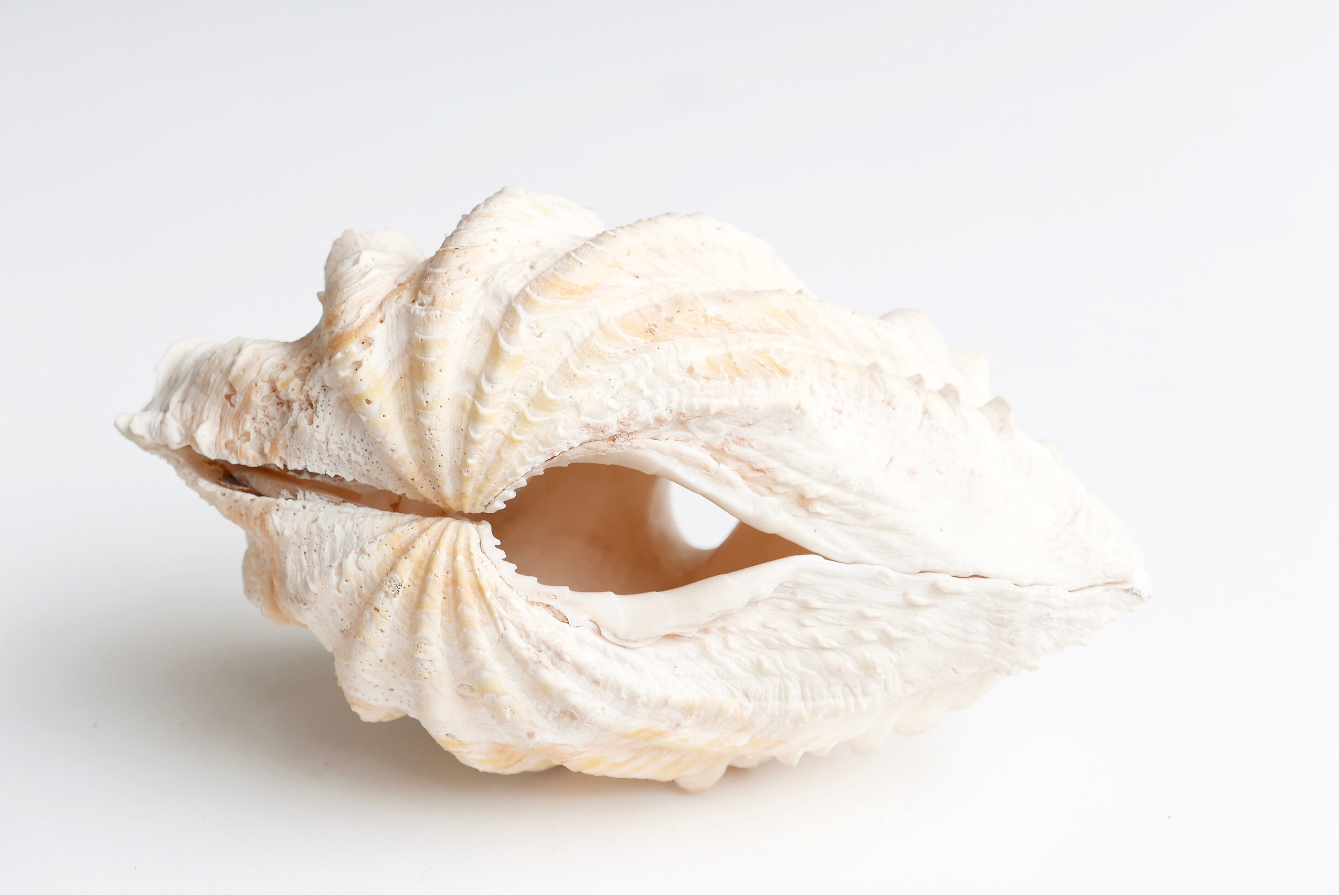 Benign shell for cabinet of curiosities, 70s