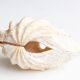 Benign shell for cabinet of curiosities, 70s