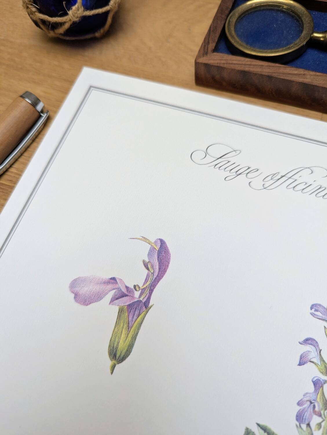 Printed in 1986, the Sage. Vintage Botany.