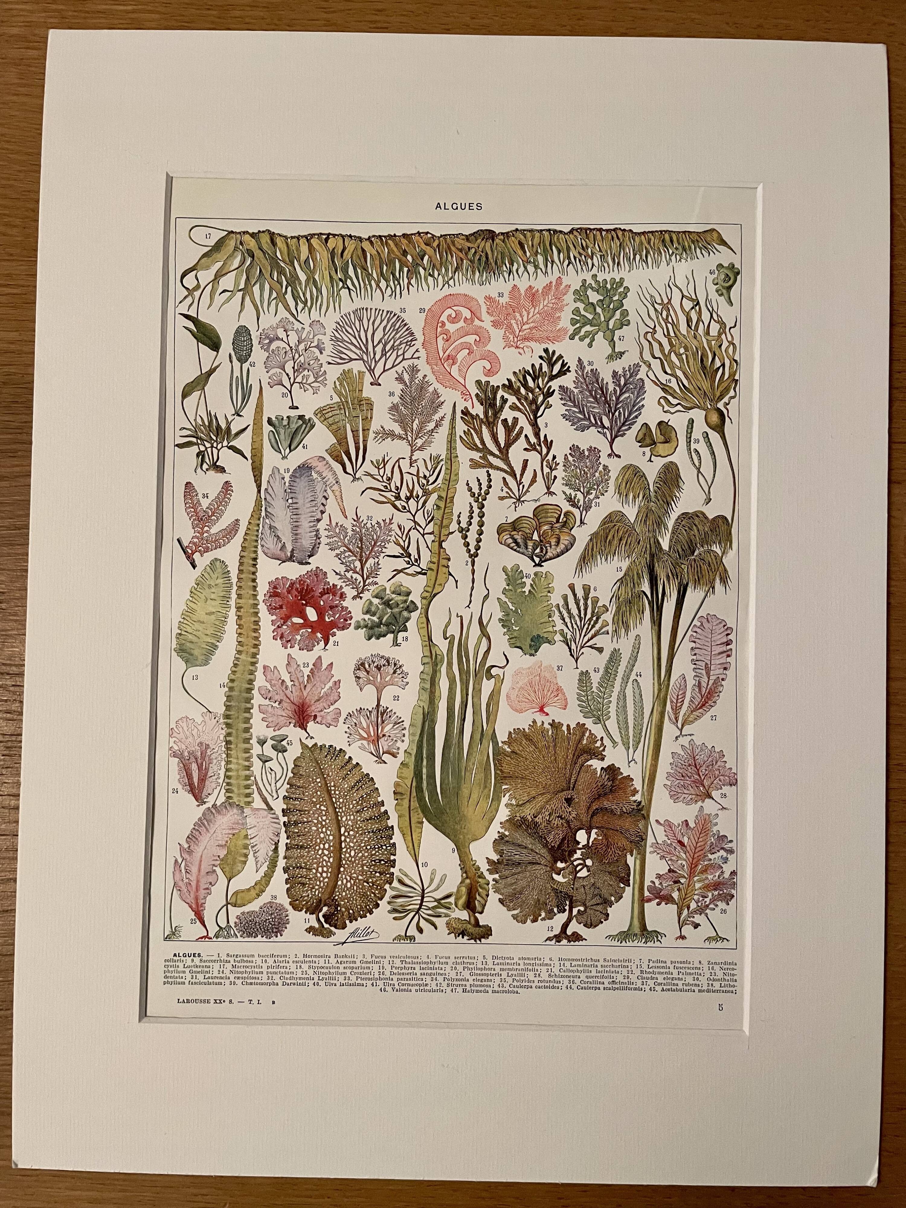 Lithograph on algae - 1930