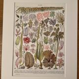 Lithograph on algae - 1930