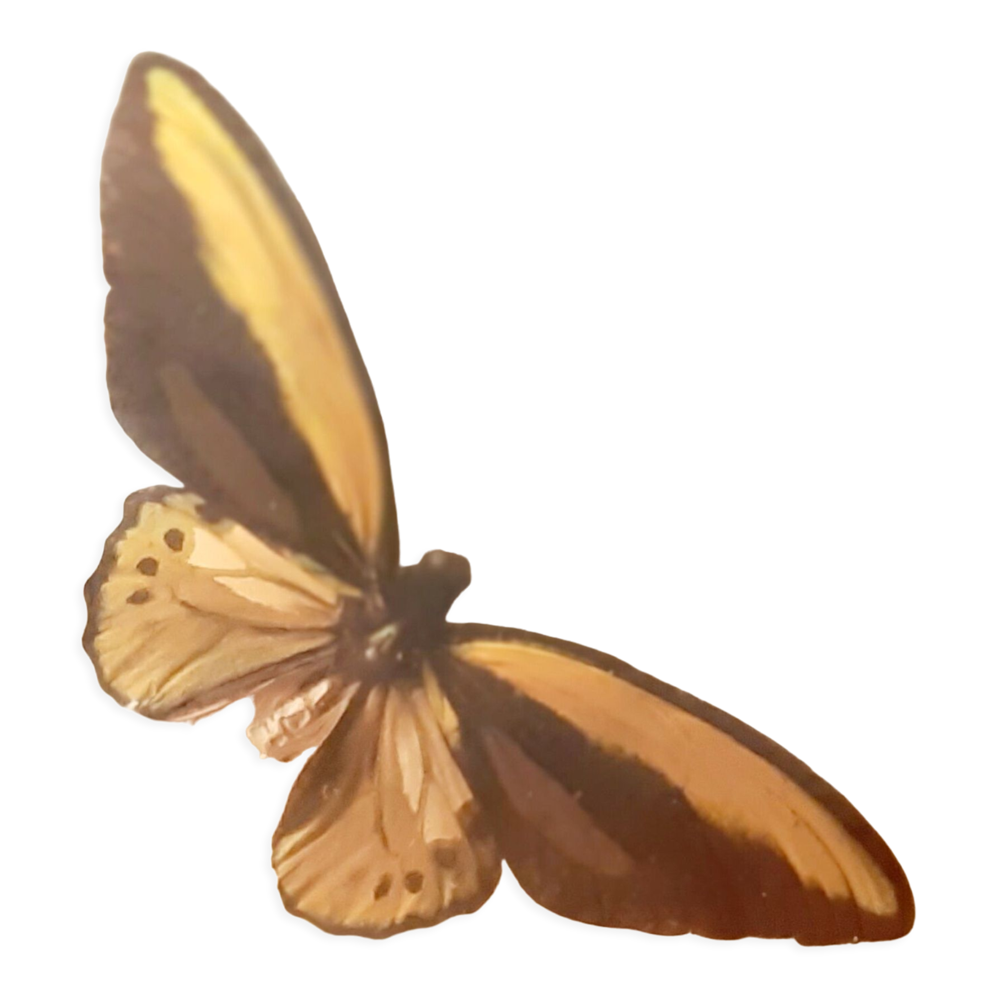 Set of butterflies framed under glass
