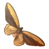 Ensemble de papillons encadrés sous verre