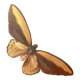 Set of butterflies framed under glass
