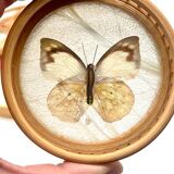 Bamboo Tray with 12 Colonial Style Butterfly Coasters