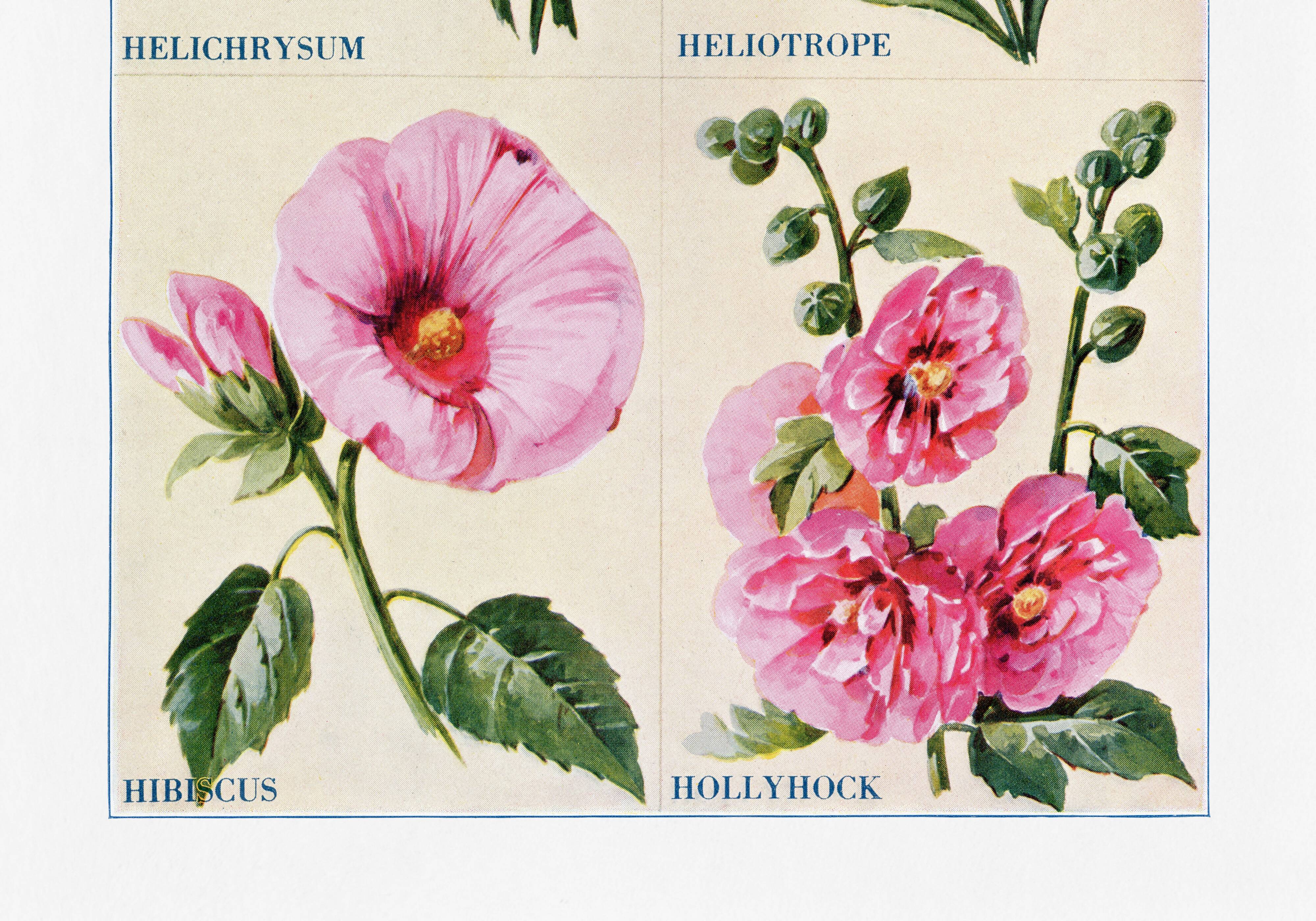 Poster featuring immortelles, heliotropes, hibiscus and hollyhocks