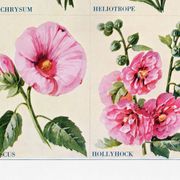 Poster featuring immortelles, heliotropes, hibiscus and hollyhocks