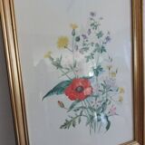 Botanical illustration of poppy