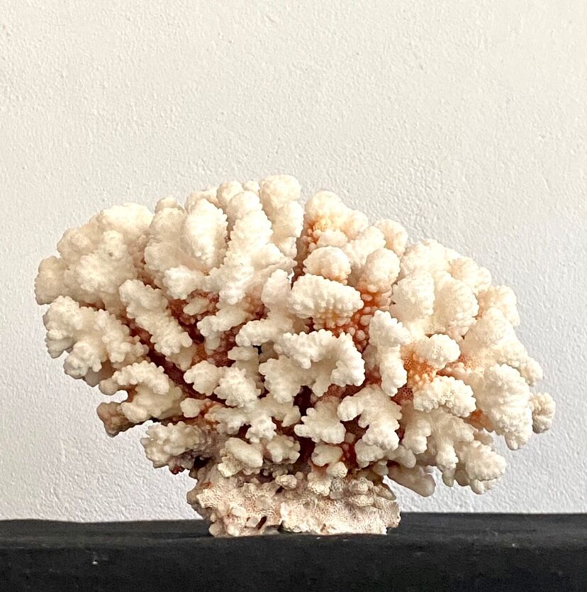 Coral XXL on its foot