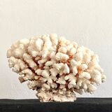 Coral XXL on its foot