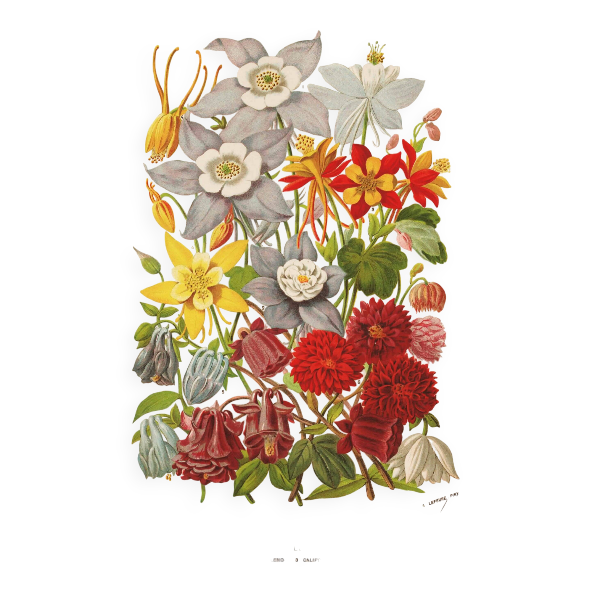 Botanical Engraving 1898 - Aquilegia - Flower in vintage chromolithography