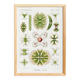 Poster about microscopic algae, based on an old lithograph