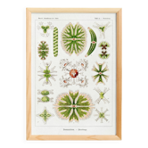 Poster about microscopic algae, based on an old lithograph