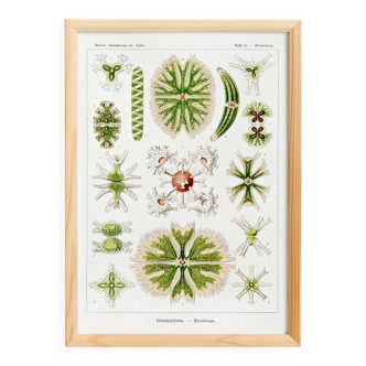 Poster about microscopic algae, based on an old lithograph
