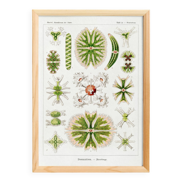 Poster about microscopic algae, based on an old lithograph