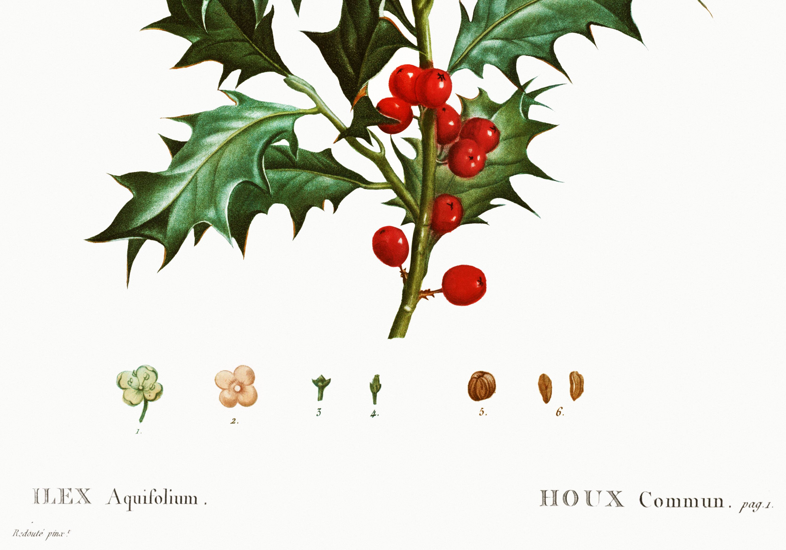 Poster about holly, after an engraving from 1802