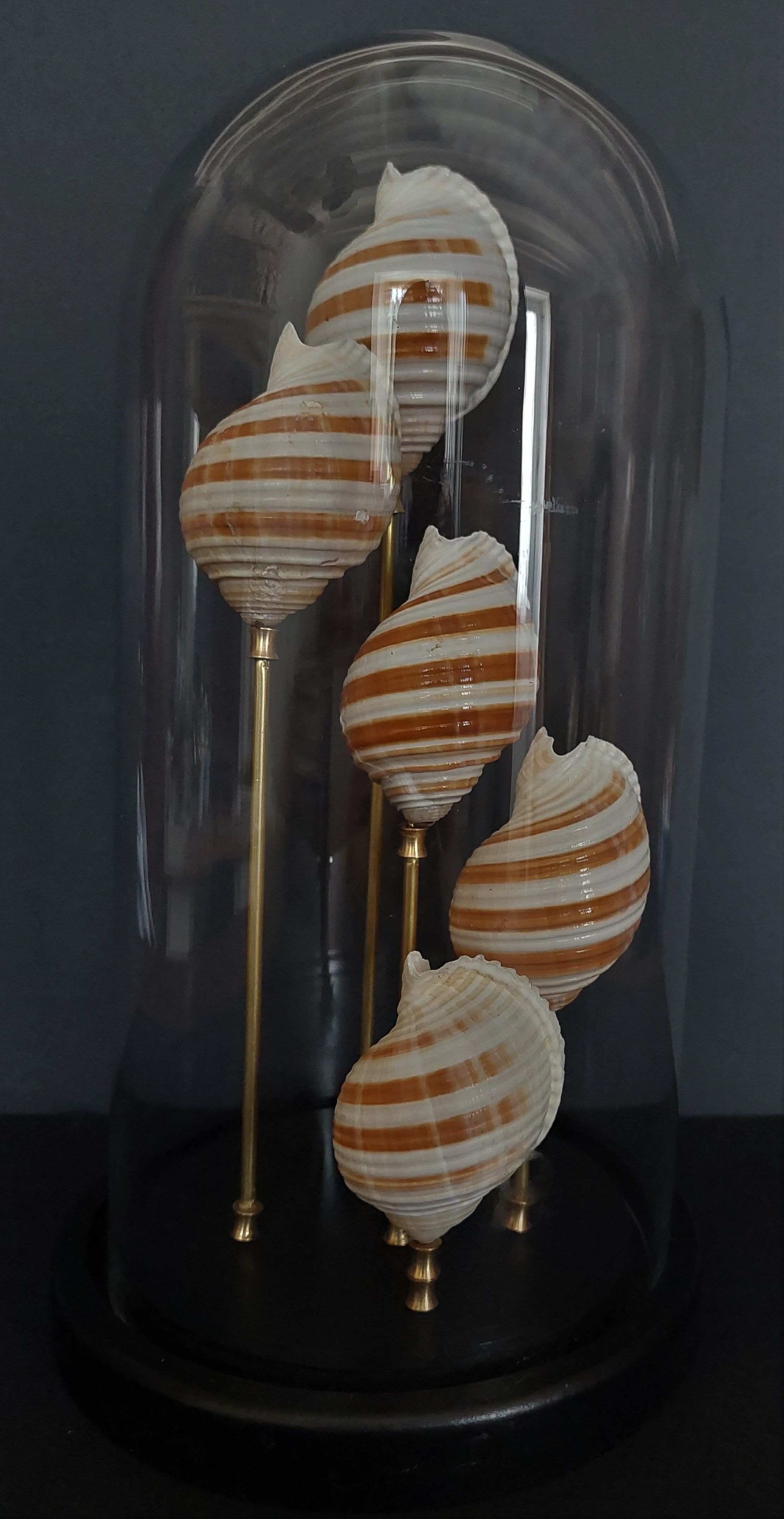 Cabinet of Curiosities globe shells tonna sulcosa