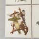 Lot de 4 lithographies naturalistes Oiseaux 17,5 x 21,5cm