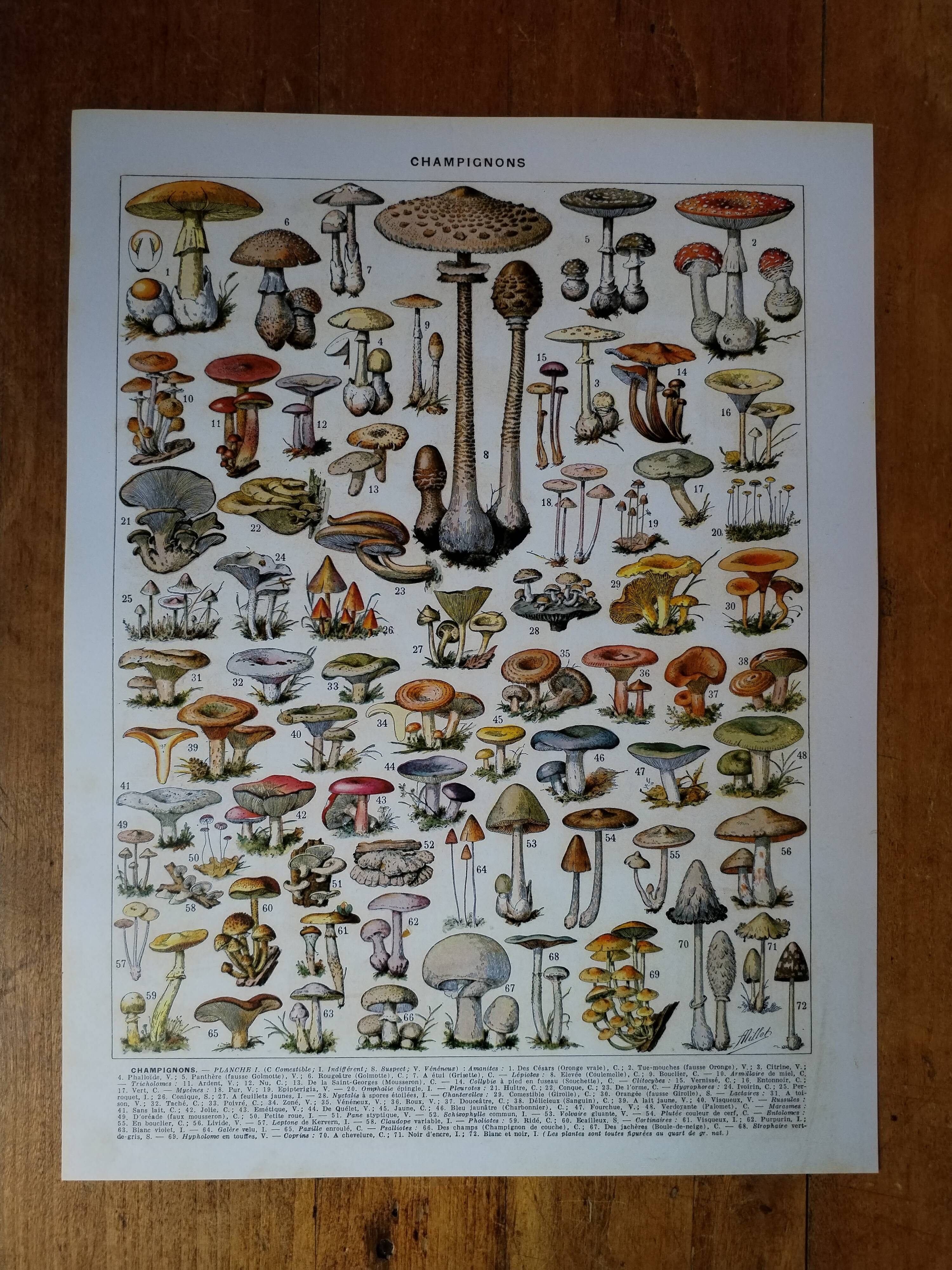 Original lithograph on mushrooms