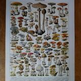 Original lithograph on mushrooms
