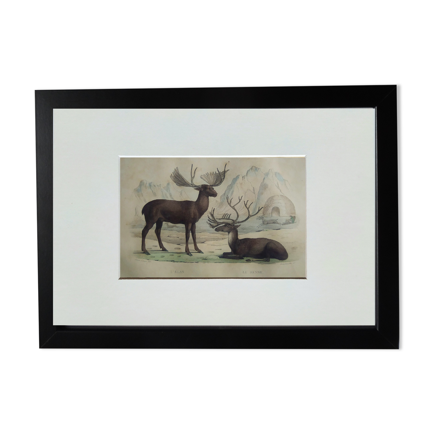 Original Zoological Board " Elan & Reindeer - Buffon 1836