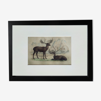 Original Zoological Board " Elan & Reindeer - Buffon 1836