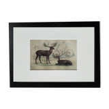 Original Zoological Board " Elan & Reindeer - Buffon 1836