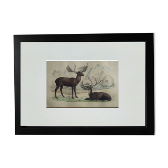 Original Zoological Board " Elan & Reindeer - Buffon 1836