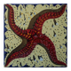 Salvador Dali: Red Starfish - Original Signed Ceramic