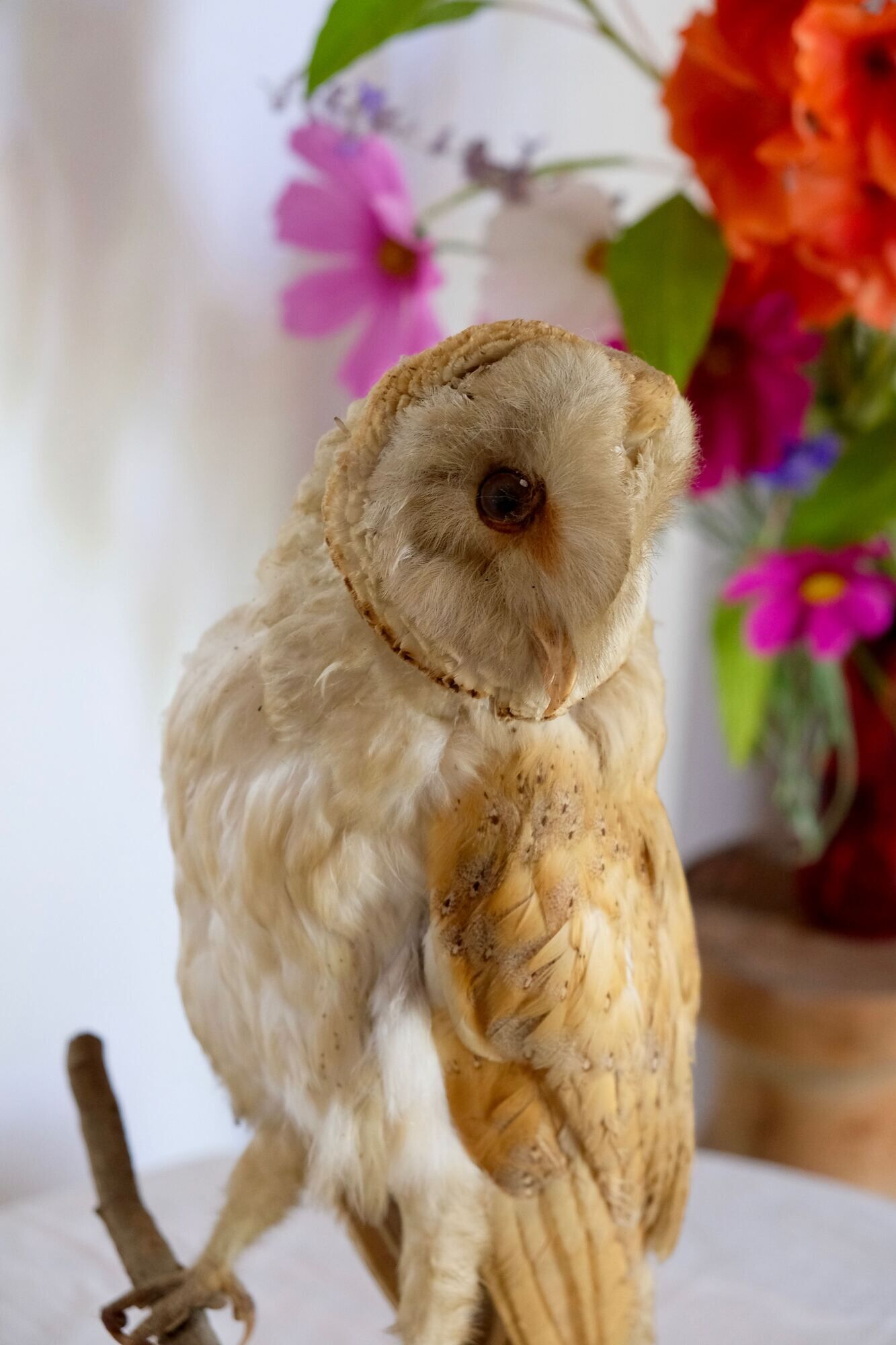 Taxidermy owl owl naturalized from the 70s