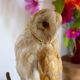 Taxidermy owl owl naturalized from the 70s