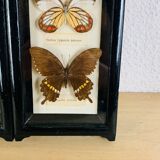 Vintage naturalized butterfly frame