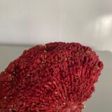 Red coral Tubipora, cabinet of curiosities