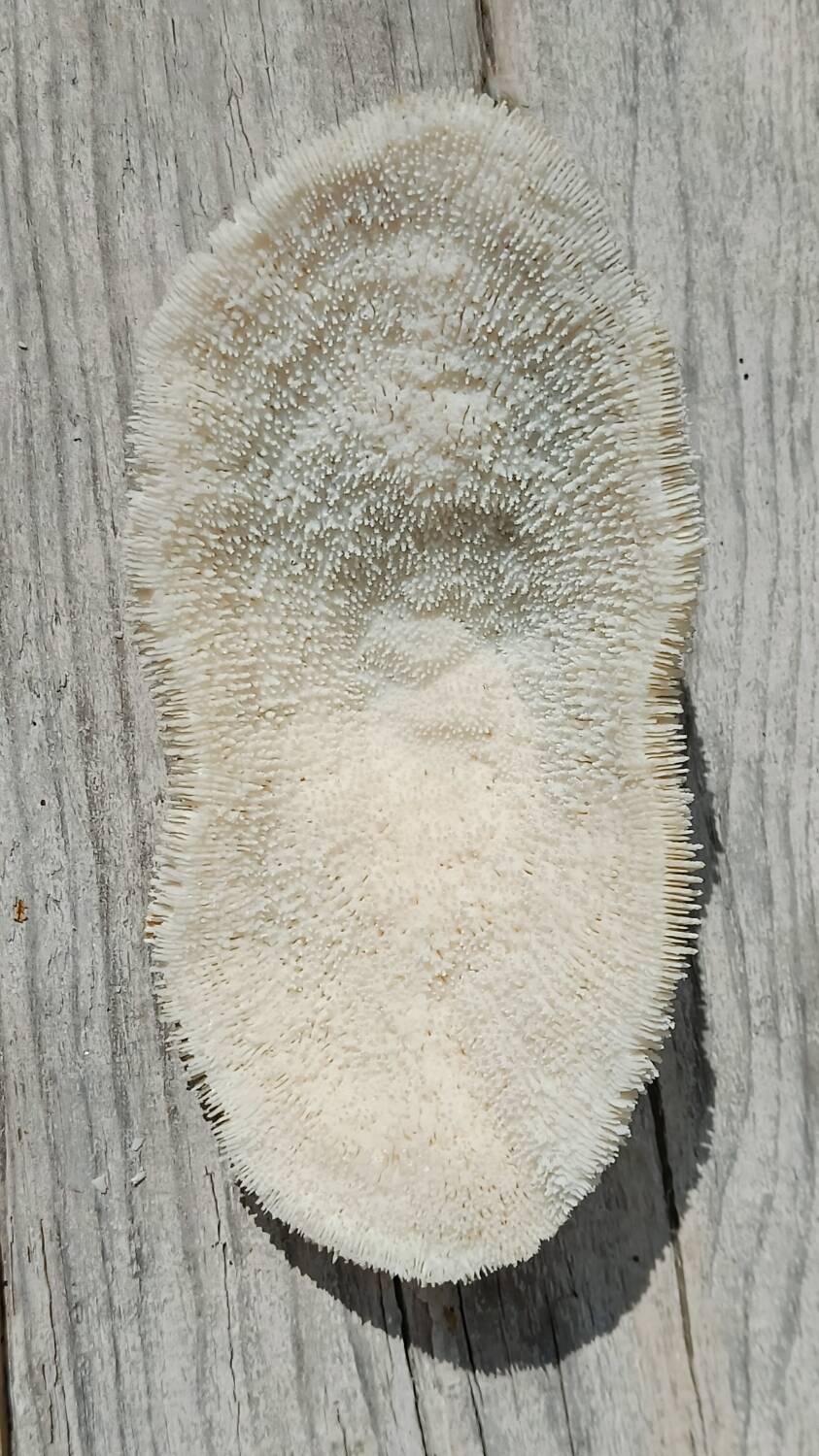 Vintage coral fungia