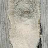 Vintage coral fungia