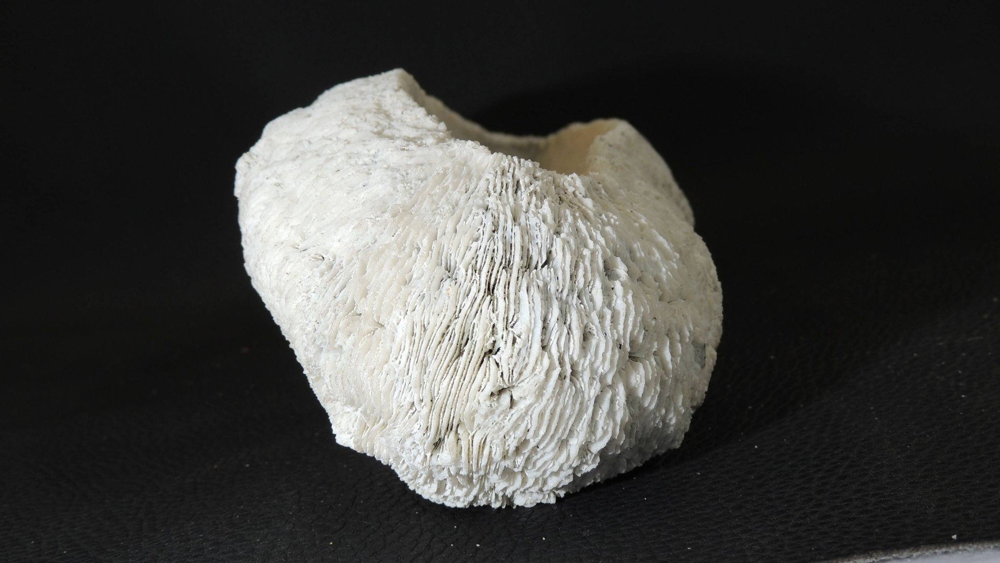 White coral cushion shark, vanuatu, papua new guinea