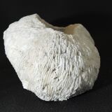 White coral cushion shark, vanuatu, papua new guinea