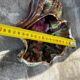 Vintage ceramic seashell trinket tray from Vallauris, 20/17 cm