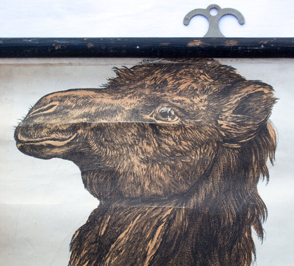 Affiche ''Chameau'' Engleders murales lithographie par J. F. Schreiber 1897