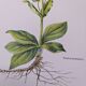 Imprimée en 1986, planche botanique Arnica.