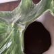 Pineapple slush pitcher h26