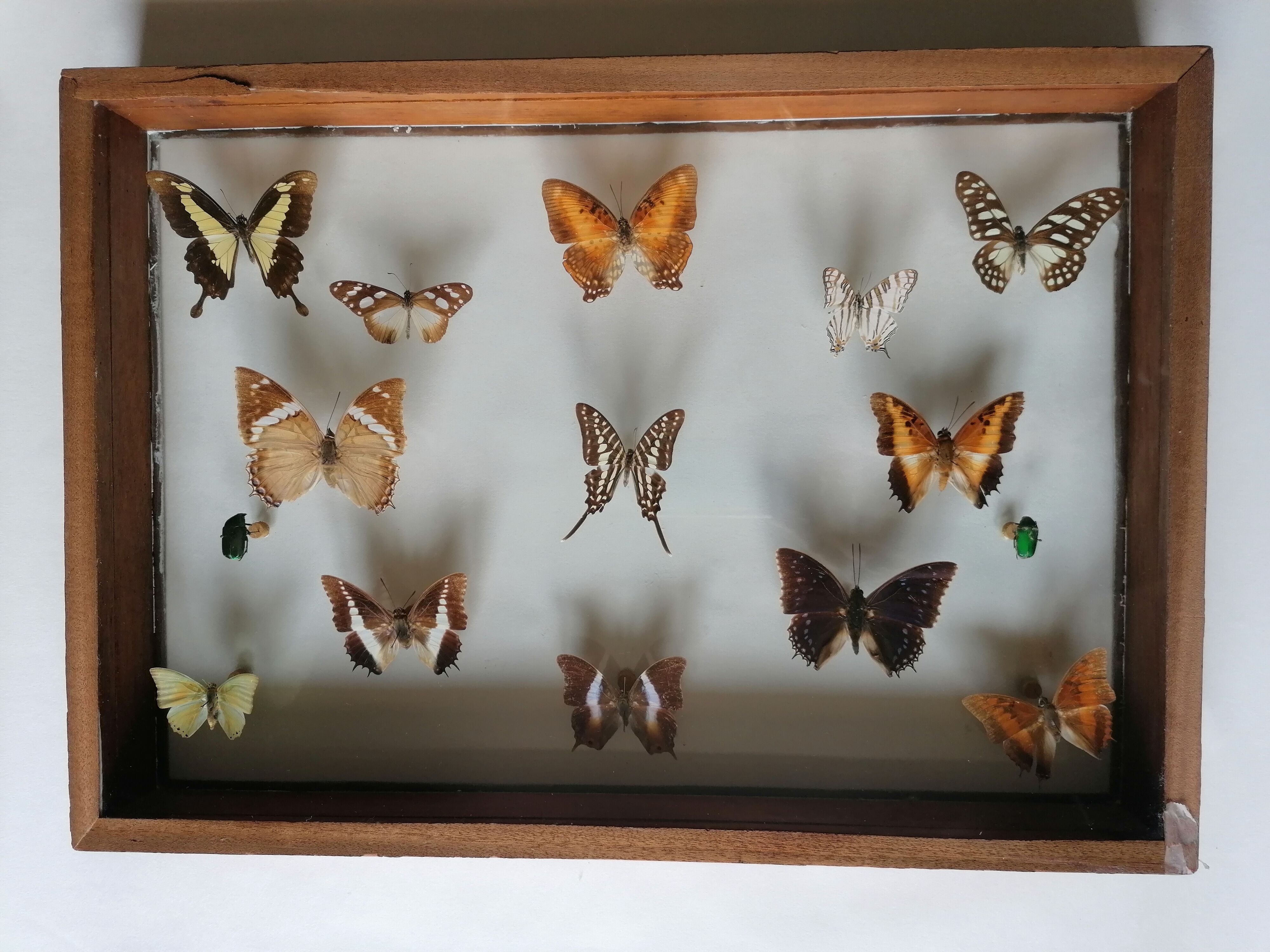 Cadre papillons taxidermie Kenya
